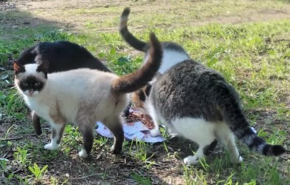 Lucio, siamesino randagio Foto 2